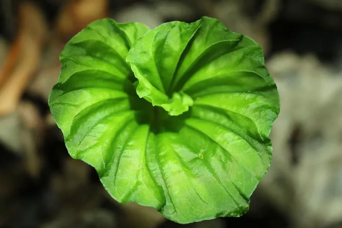 Hiện các nhà nghiên cứu đang tiến hành nhân giống loài cây này tại Lạng Sơn để bảo tồn và phát triển nguồn gen quý giá này.