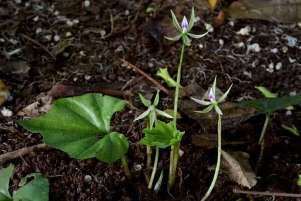 Loài cây này có một cành mọc lên chỉ có một lá riêng lẻ sau khi hoa tàn, với lá hình tim tròn, màu xanh lá mạ, có gân lá hình chân vịt.