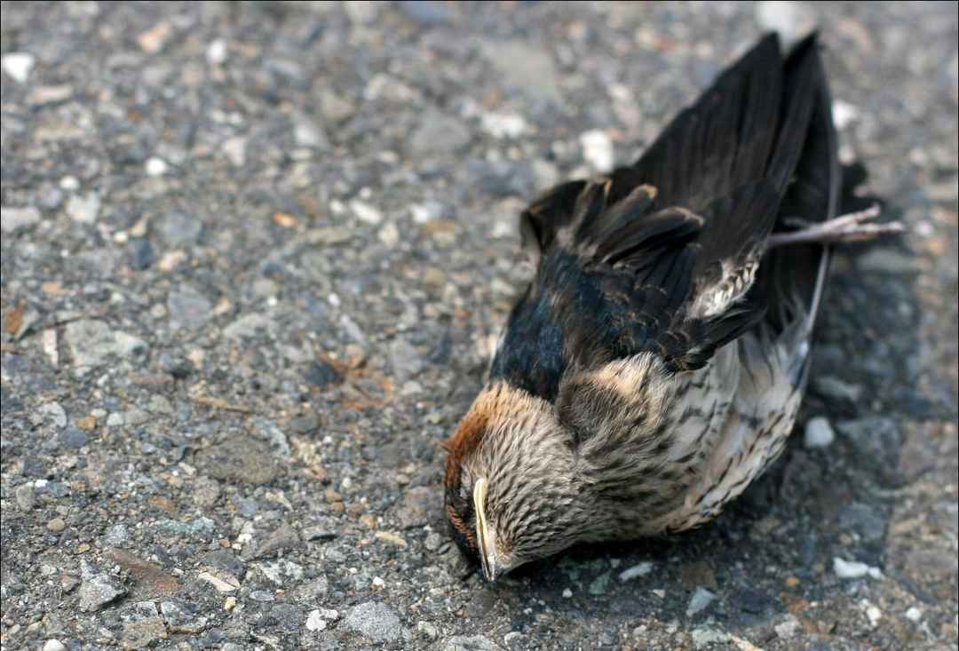  Ngôi làng Jatinga ở Assam, Ấn Độ, đã chứng kiến một hiện tượng kỳ lạ hàng trăm năm qua: hàng ngàn con chim "tự sát" mỗi năm vào những đêm tối không trăng từ tháng 9 đến tháng 10.