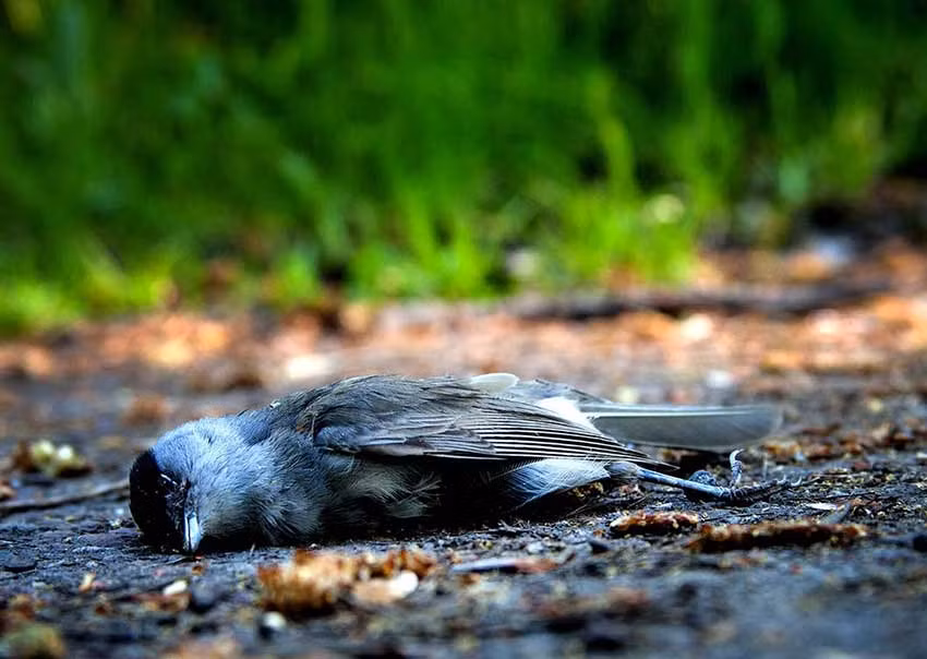 Các giả thiết khoa học gồm sự kết hợp của độ cao, gió lớn và sương mù khiến chim mất phương hướng và ánh sáng từ làng giúp chúng ổn định lại đường bay.