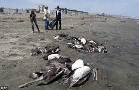 Tuy nhiên, các tổ chức về động vật hoang dã đã giáo dục và tuyên truyền cho người dân về hiện tượng này và việc giết hại hàng loạt các loài chim đã giảm được 40% từ năm 1905.