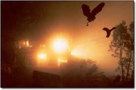 Tuy nhiên, không giải thích được tại sao chim chỉ "hạ cánh" trong một dải đất nhỏ cố định.