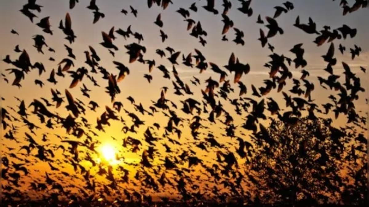 Trong khoảng thời gian này, 44 loài chim bỗng nhiên mất phương hướng và lao về phía khu dân cư, nơi có ánh đèn điện và đuốc sáng.