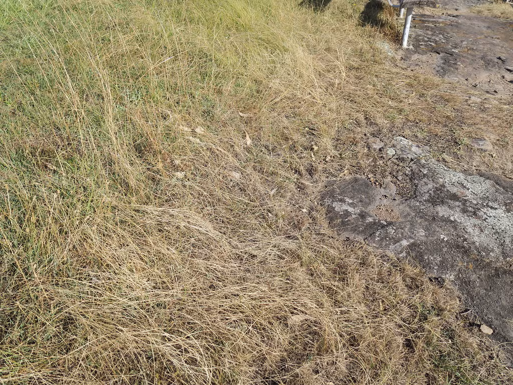 Quá trình này, được gọi là autophagy, giúp tế bào tự tái tạo và loại bỏ độc tố gây hại khi gặp khô hạn.