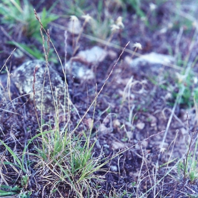 Bí mật của sự tái sinh này nằm ở việc loại cây này tích trữ một loại đường gọi là trehalose trong thân cây.