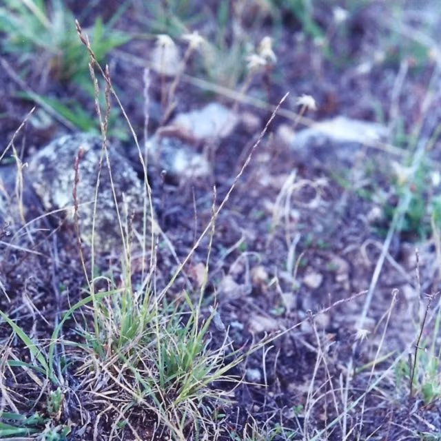 Bí mật của sự tái sinh này nằm ở việc loại cây này tích trữ một loại đường gọi là trehalose trong thân cây.