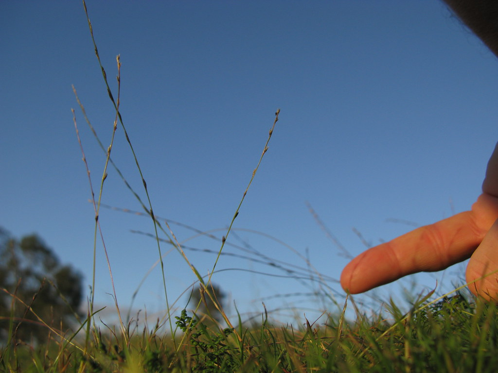 Tuy nhiên, thậm chí sau khi mất đi 95% nước, chúng vẫn có thể phục hồi khi được cung cấp nước.