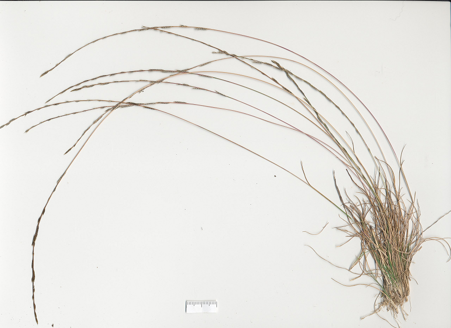 Khi cảm thấy mất nước, cây sẽ tự động tích trữ trehalose và kích hoạt quá trình phục hồi khi cần thiết.