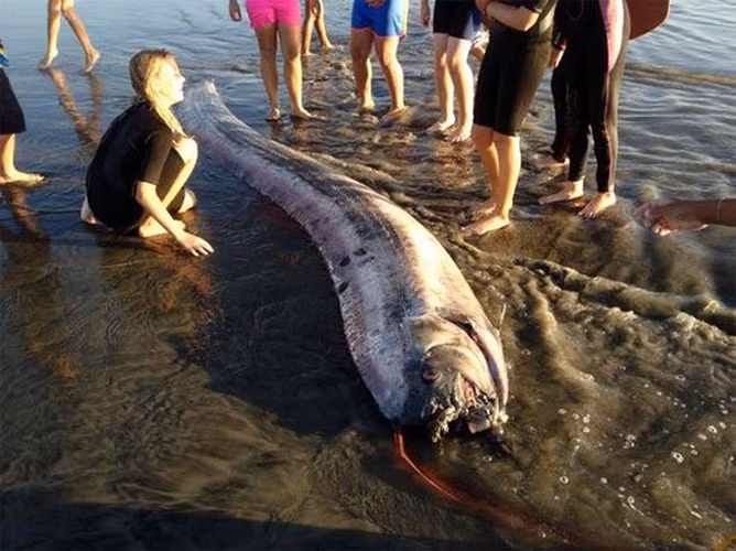 Cá mái chèo không có răng và điều đặc biệt là chúng bắt mồi bằng mang. Thức ăn yêu thích của nó là các loài nhuyễn thể hoặc giáp xác nhỏ như cá nhỏ hay mực ống. Có ngoại hình khổng lồ nhưng loài cá này không gây nguy hiểm cho con người.
