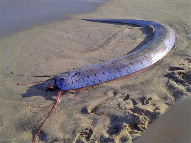 Loài cá mái chèo hay còn được gọi là cá Oarfish, sống ở độ sâu khoảng 1.000 m dưới lòng đại dương và rất hiếm bắt gặp.