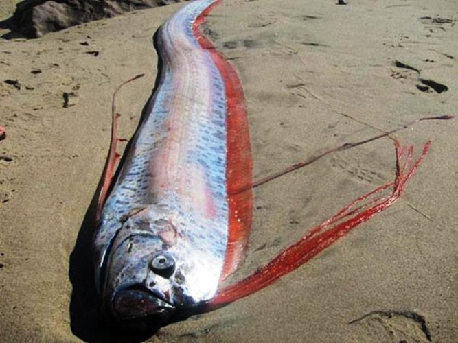 Cá Oarfish còn có nhiều biệt danh như "rồng biển", "cá đai vua", "cá ngày tận thế" do được xem là điềm xấu trên đại dương.