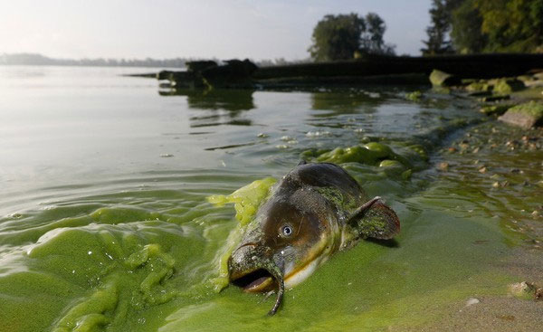 Hiện tượng này gây ra một loạt các vấn đề môi trường nghiêm trọng và có thể tàn phá vùng biển một cách nghiêm trọng.