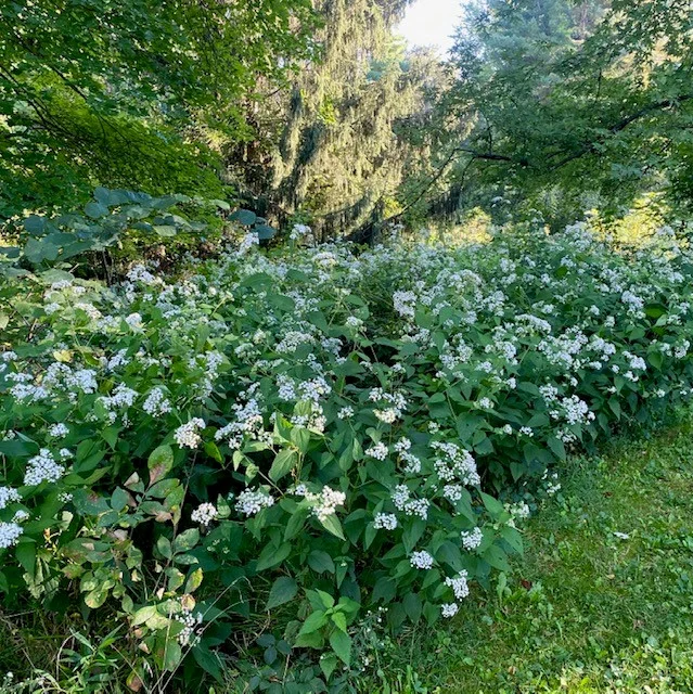 3. Cây White snakeroot: Loài cây này có độc tính mạnh mẽ, có khả năng gây ra hiện tượng nhiễm độc sữa bò.