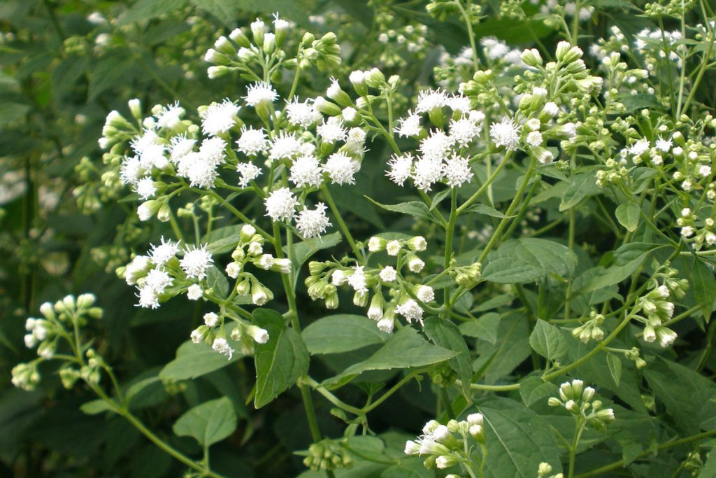 Khi con bò ăn cây này, chất độc sẽ lan ra thịt và sữa của chúng, khiến người tiêu thụ phải đối mặt với nguy cơ ngộ độc nặng nề, có thể gây tử vong.