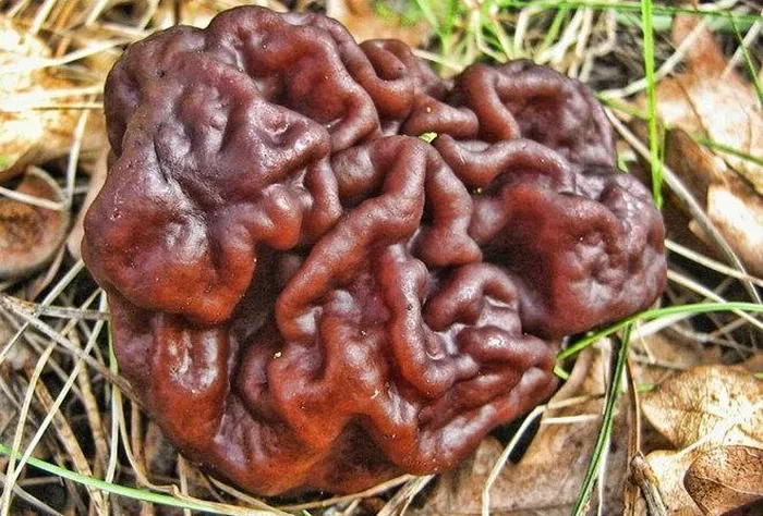 Nấm False Morel (Gyromitra esculenta) có hình dạng giống bộ não, là một trong những món ăn khá phổ biến nếu được nấu chín đúng cách ở bán đảo Scandinavia và vùng Đông Âu
