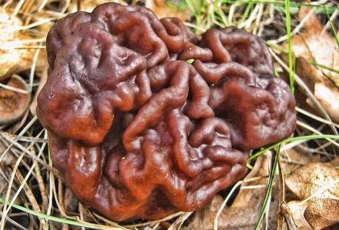 Nấm False Morel (Gyromitra esculenta) có hình dạng giống bộ não, là một trong những món ăn khá phổ biến nếu được nấu chín đúng cách ở bán đảo Scandinavia và vùng Đông Âu