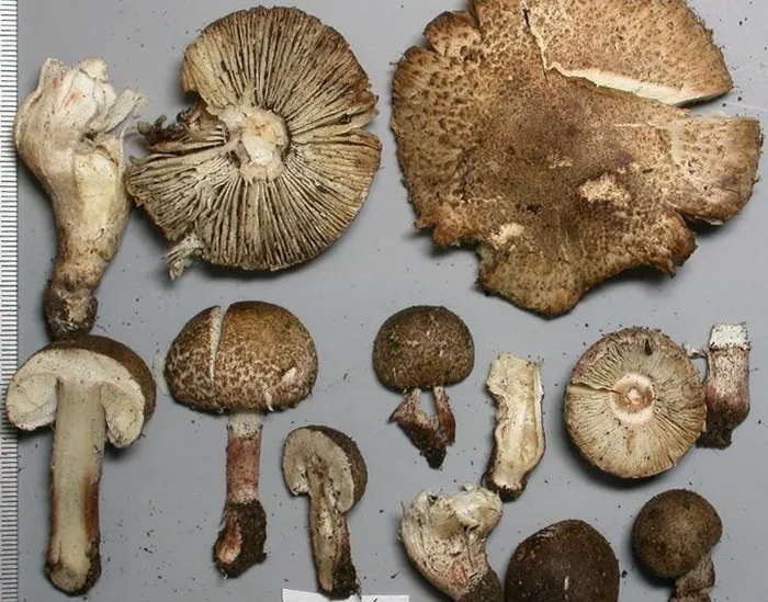 Nấm có chứa chất Amatoxin - chất có khả năng gây ra 80 - 90% ca tử vong do ngộ độc nấm, 100 g nấm Deadly Dapperling có thể dẫn đến tổn thương gan nặng