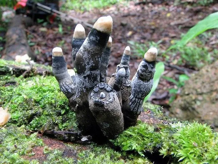 Nấm Xylaria polymorpha cao khoảng từ 3-10 cm, đường kính 2,5 cm. Nấm có thân cứng, đầu tròn và thường mọc vào mùa xuân ở các thân cây gỗ mục