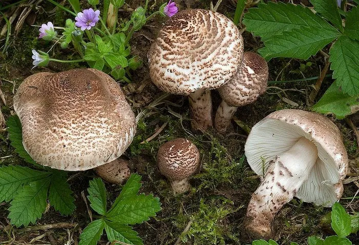 Nấm Deadly Dapperling (Lepiota brunneoincarnata) có mũ có màu nâu và kích thước rộng đến 4 cm với thân màu nâu hồng và phiến nấm có màu trắng