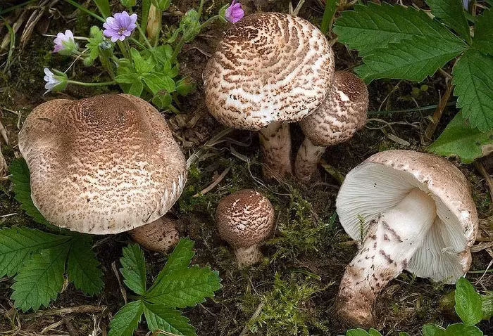 Nấm Deadly Dapperling (Lepiota brunneoincarnata) có mũ có màu nâu và kích thước rộng đến 4 cm với thân màu nâu hồng và phiến nấm có màu trắng
