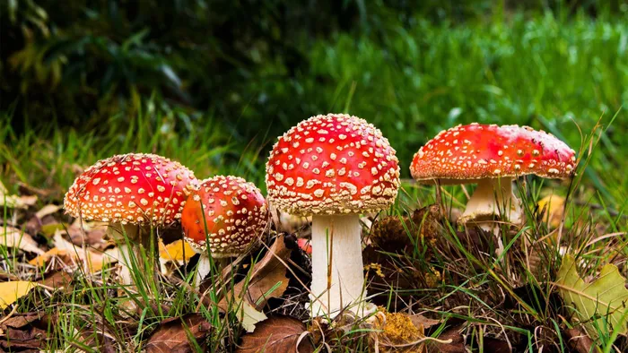 Nấm Amanita muscaria sau khi luộc sơ để giảm độc tính và phân hủy các chất hướng thần, nó có thể được tiêu thụ như là một loại thực phẩm ở một số khu vực ở châu Âu, châu Á và Bắc Mỹ