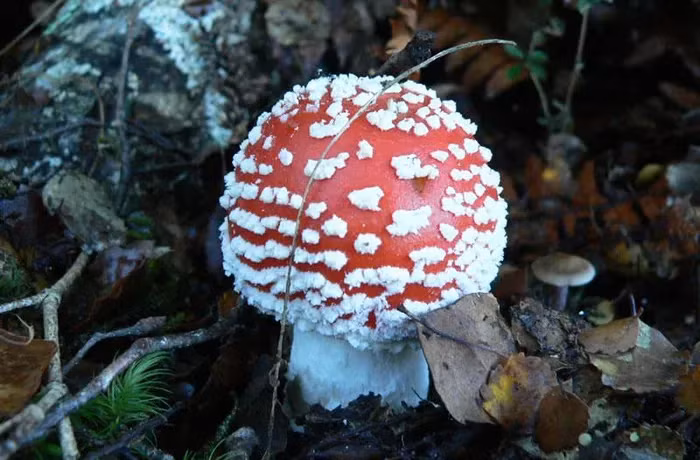 Đây là một trong những loại nấm độc nhất thế giới, chất độc chứa trong nấm Tán bay là Muscinol và Axit Ibotenic