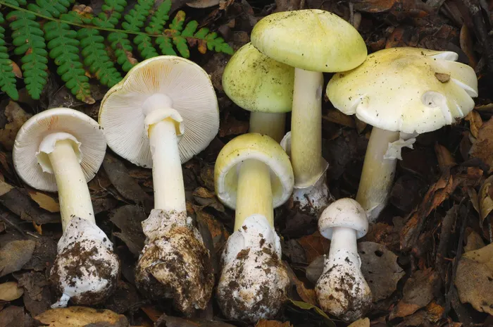 Nấm Mũ tử thần ( Amanita phalloides) có nhiều lá tia màu trắng phía dưới, chân có vỏ bọc, mùi thơm giống như hoa hồng, mũ nấm có màu vàng nhạt....