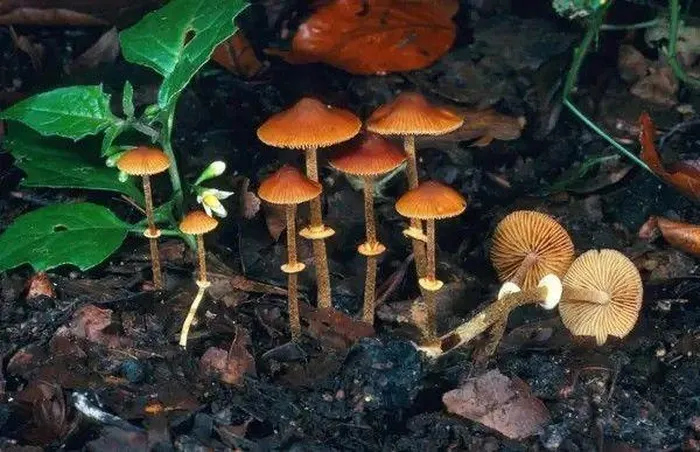 Nấm Cỏ Conocybe filaris (Pholiotina rugosa) là một trong các loại nấm độc