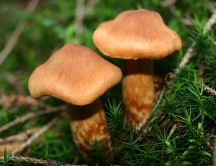 Toàn thân cây nấm có màu nâu đỏ nhạt (mũ, cuống, lá tia và thịt nấm). Loại nấm này mọc phổ biến ở các vùng rừng cây hoặc các cánh rừng ở Na Uy