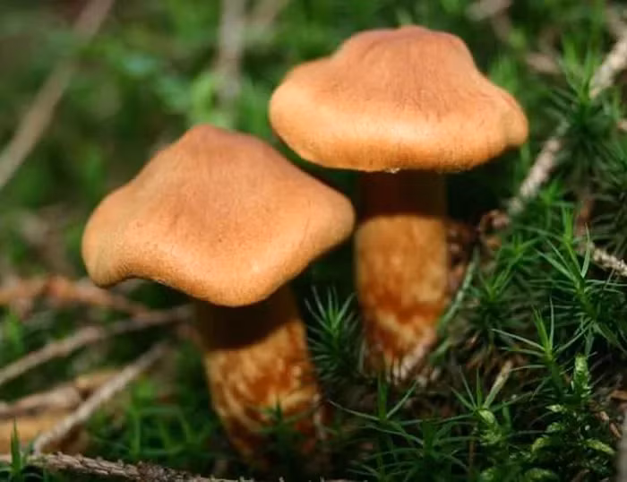 Toàn thân cây nấm có màu nâu đỏ nhạt (mũ, cuống, lá tia và thịt nấm). Loại nấm này mọc phổ biến ở các vùng rừng cây hoặc các cánh rừng ở Na Uy