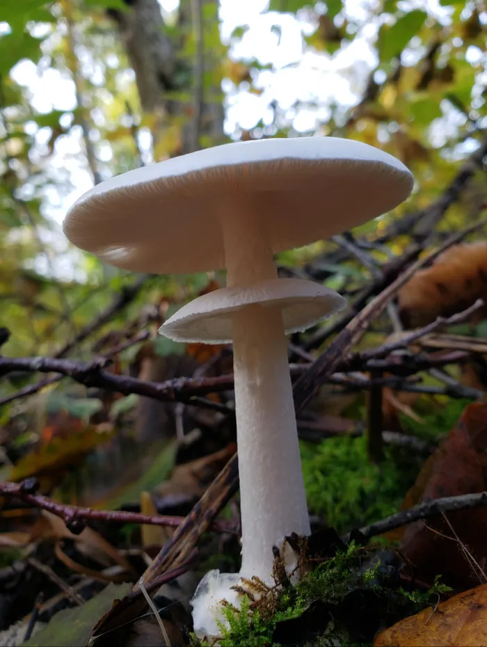 Độc tố đi vào cơ thể sẽ gây ra các triệu chứng ban đầu như chuột rút, đau bụng, mê sảng, co giật, nôn mửa và tiêu chảy, sau đó sẽ gây ra những tổn thương vĩnh viễn cho thận và các tế bào gan