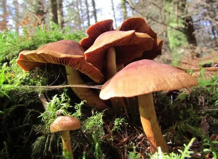 Nấm Webcap (Cortinarius rubellus) là một trong những loại nấm độc nhất thế giới, bởi chỉ cần ăn phải một lượng rất nhỏ cũng đủ gây chết người. Chất Orellanine có trong nấm là một loại độc tố cực mạnh, tác động trực tiếp lên thận và hiện chưa có thuốc giải