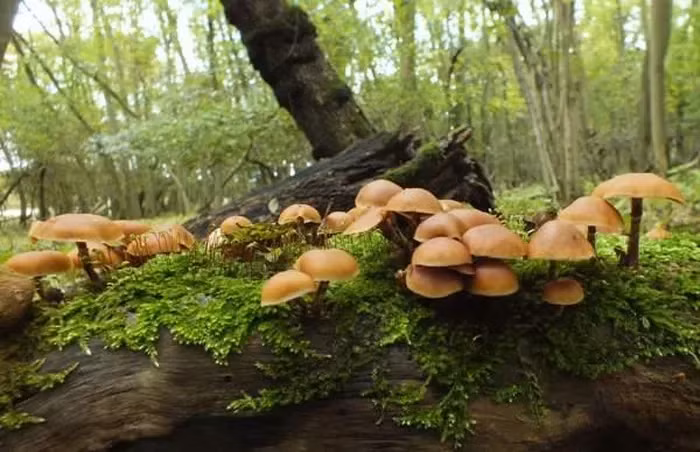 Nấm Mũ đầu lâu mùa thu (Galerina marginata) là một loại nấm lớn mọc trên những thân cây gỗ ẩm và làm cho cây bị thối rữa, mục nát. Loại nấm này có cùng độc chất amatoxin như nấm tử thần