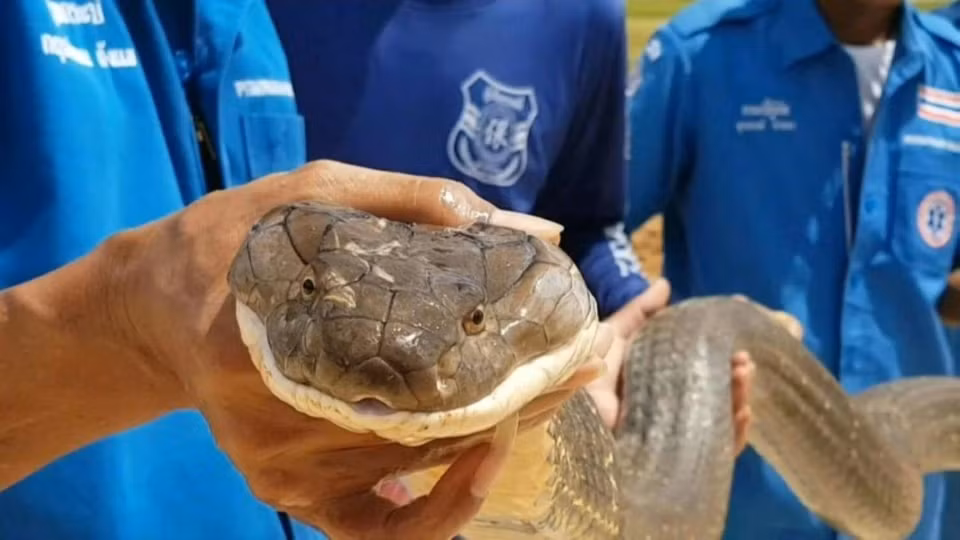 Các nhà nghiên cứu cũng đã phát hiện ra rằng mỗi năm có khoảng 7.000 người tại Thái Lan bị cắn bởi rắn, trong đó có 30 trường hợp tử vong. Rắn hổ mang chúa được xác định là loài gây ra nhiều vụ cắn nhất.