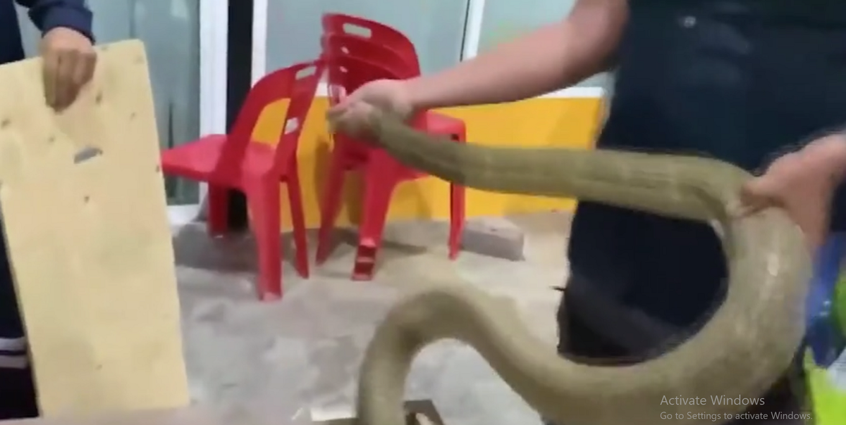 Chuyên gia xử lý bò sát Paisan Pornnimitsap, người dẫn đầu nhóm cứu hộ, cho biết đây là lần thứ tư ông bắt được một con rắn hổ mang chúa lớn. Ông cũng nói rằng người dân địa phương thường báo cáo về việc gặp rắn hổ mang chúa hơn trong bối cảnh thời tiết nóng bức.