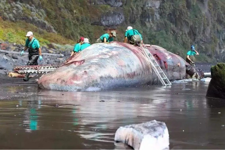 Trong quá khứ, nhiều sự kiện đã diễn ra khi long diên hương được phát hiện trong cá nhà táng, như việc bán một khối long diên hương nặng 127 kg với giá 1,5 triệu USD cho một thương gia ở UAE.
