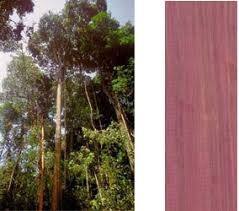 Nếu để lâu trong môi trường và tiếp xúc với ánh sáng, gỗ sẽ trở thành màu nâu sẫm xen lẫn một chút màu tím.