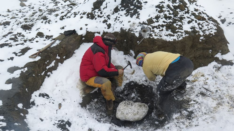 Các nhà khoa học đã phải đối mặt với nhiều khó khăn trong việc khai quật và phân tích, nhưng cuối cùng họ đã tiết lộ bí mật về loài này.