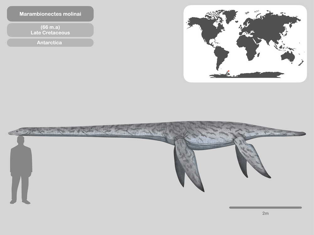 Mẫu vật có tình trạng bảo quản tốt, giúp các nhà khoa học xác định được mối liên hệ giữa loài này và các loài khác được tìm thấy ở các vùng lân cận của Nam Cực.