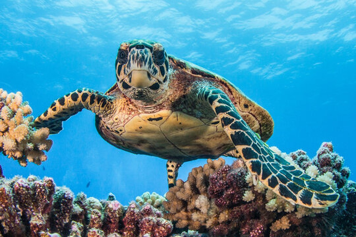 Thêm nữa, Vích thuộc loại “đang bị đe dọa” theo phân loại của Tổ chức bảo tồn thiên nhiên quốc tế; Phụ lục I của Công ước CITES cấm buôn bán vận chuyển quốc tế.