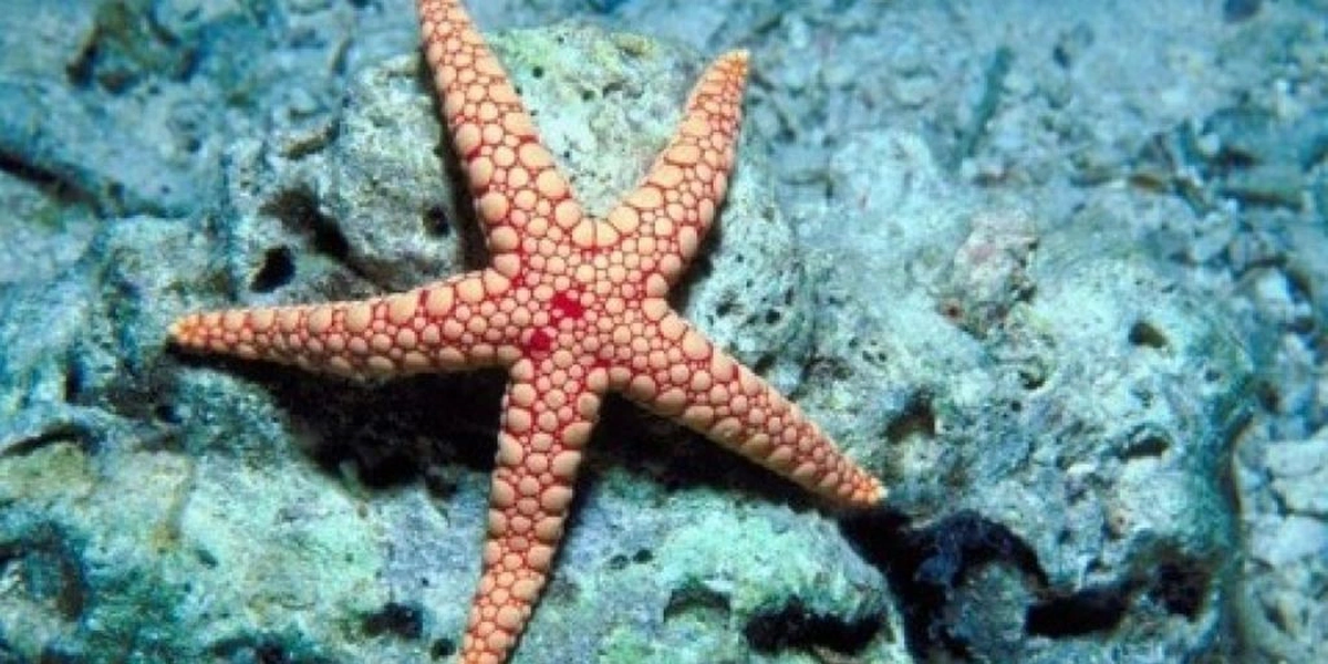 3. Sao biển: Tốc độ di chuyển của sao biển là khoảng 0,009km/h. Chúng sử dụng các ống ngoằn ngoèo và các cánh để bò trên đáy biển.