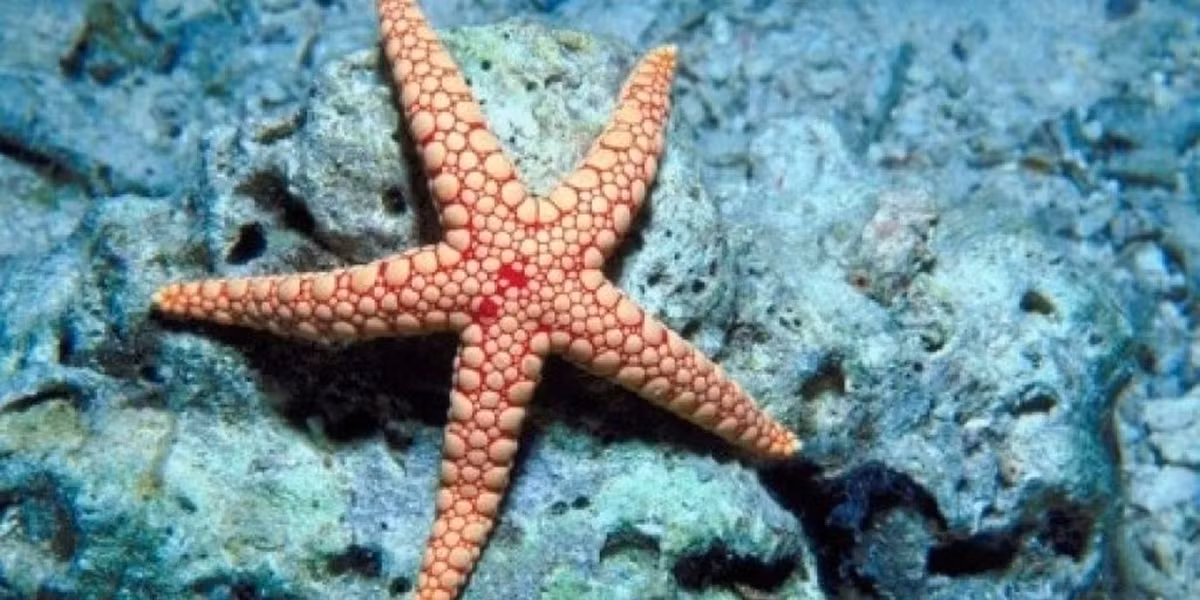 3. Sao biển: Tốc độ di chuyển của sao biển là khoảng 0,009km/h. Chúng sử dụng các ống ngoằn ngoèo và các cánh để bò trên đáy biển.