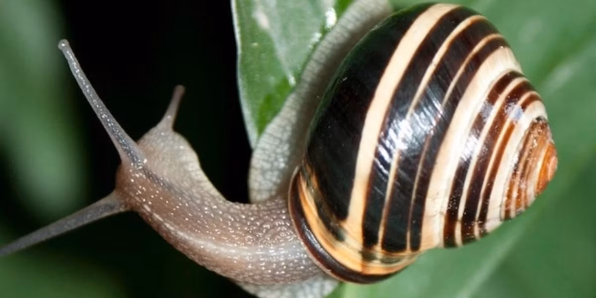 2. Ốc sên vườn: Tốc độ di chuyển tối đa của chúng là khoảng 0,001km/h. Chúng di chuyển bằng cách sử dụng sự co cơ của bàn chân không xương và tiết ra dịch nhầy để bôi trơn đường đi.