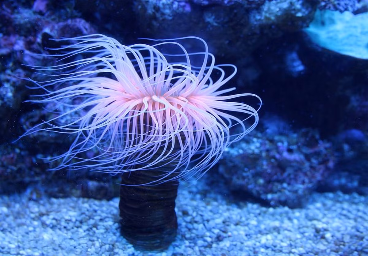 1. Hải quỳ (Actiniaria): Là một trong những loài động vật "lề mề" nhất hành tinh, tốc độ di chuyển của hải quỳ chỉ khoảng 0,0001km/h. Chúng săn mồi bằng cách đợi và bắt cá đi qua gần chúng.