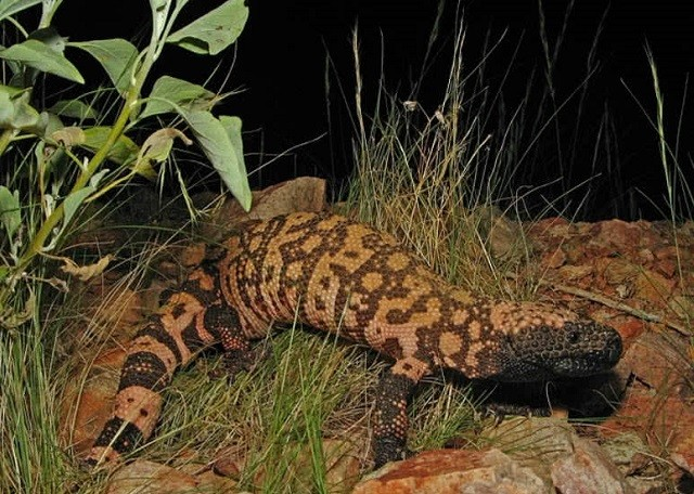 7. Quái vật Gila: Loài thằn lằn này sống dưới mặt đất và ít khi di chuyển sau khi tìm thức ăn. Chúng được coi là một trong số những loài động vật chậm chạp nhất.