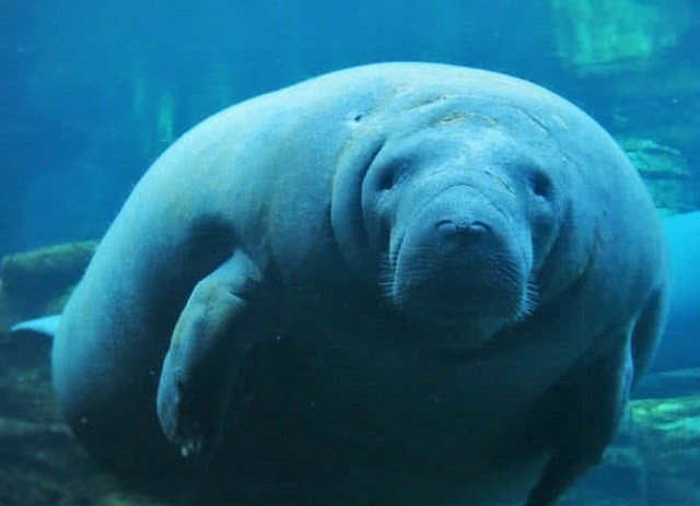 6. Lợn biển: Chúng sống ở vùng biển Caribe, Nam Thái Bình Dương và Ấn Độ Dương và ít khi di chuyển, nên được xem là một trong những loài động vật chậm chạp nhất thế giới.