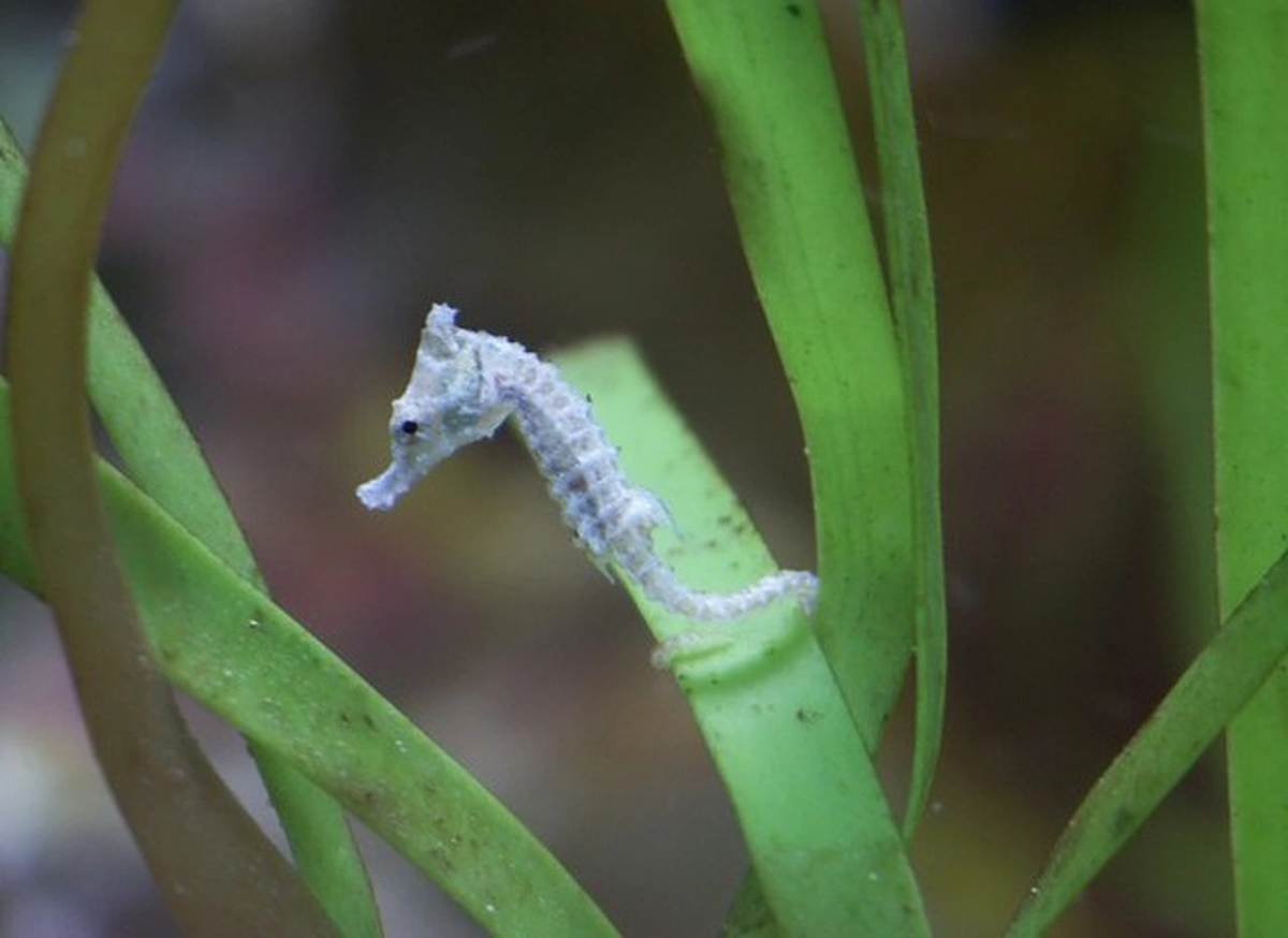 4. Cá ngựa lùn (Hippocampus zosterae): Tốc độ di chuyển tối đa của cá ngựa lùn là 0,15km/h. Chúng di chuyển bằng cách dựa vào sự trôi dạt thay vì đẩy mình trong nước.