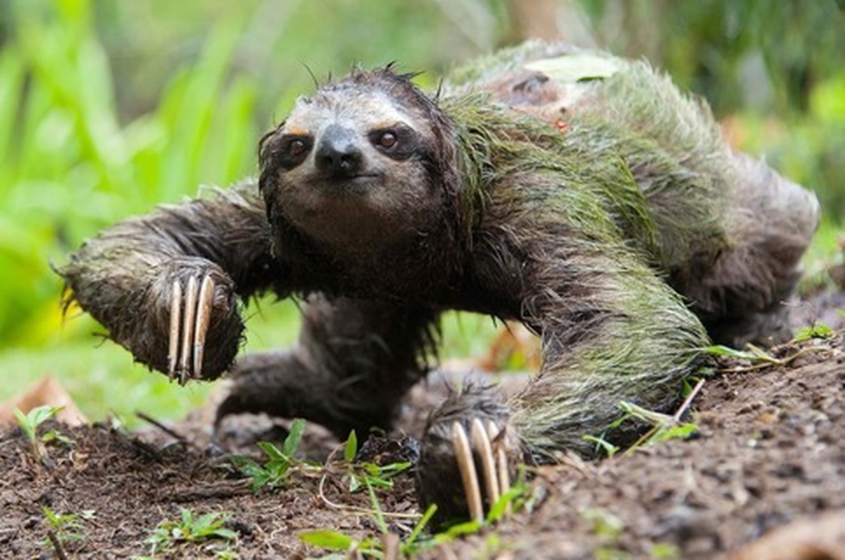 5. Lười ba ngón: Tốc độ di chuyển của loài này là khoảng 0,27km/h trên mặt đất. Chúng cũng di chuyển rất chậm trên cây, thường chỉ 2,4m/phút.