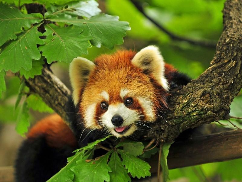 5. Gấu trúc đỏ: Còn được gọi là Firefox, là loài động vật quý hiếm sống ở dãy Himalaya, với bộ lông mềm mại và ăn lá tre.