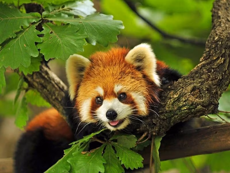 5. Gấu trúc đỏ: Còn được gọi là Firefox, là loài động vật quý hiếm sống ở dãy Himalaya, với bộ lông mềm mại và ăn lá tre.